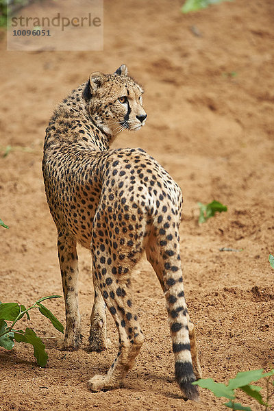 Gepard  Acinonyx jubatus  Bayern  Deutschland  Europa