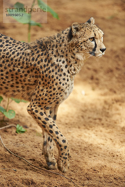 Gepard  Acinonyx jubatus  Bayern  Deutschland  Europa