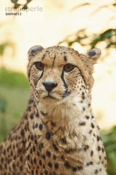 Gepard  Acinonyx jubatus  Bayern  Deutschland  Europa