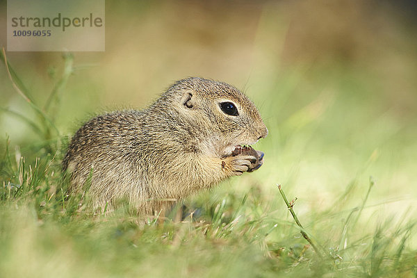 Europäischer Ziesel  Spermophilus citellus  auf einer Wiese  Bayern  Deutschland  Europa