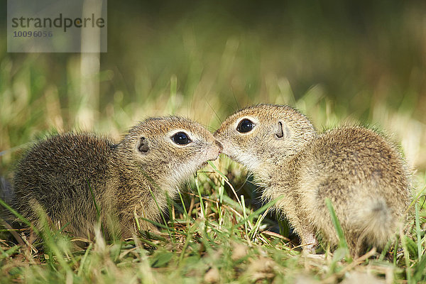 Zwei europäische Ziesel  Spermophilus citellus  auf einer Wiese  Bayern  Deutschland  Europa