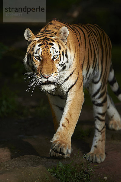 Sibirischer Tiger  Panthera tigris altaica  Bayern  Deutschland  Europa