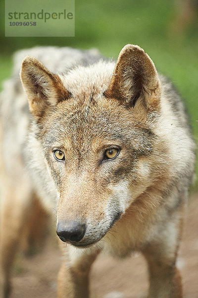 Eurasischer Wolf  Canis lupus lupus  im Wald  Bayern  Deutschland  Europa