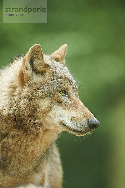 Eurasischer Wolf  Canis lupus lupus  im Wald  Bayern  Deutschland  Europa