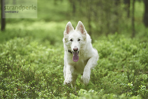 Berger Blanc Suisse im Wald  Bayern  Deutschland  Europa