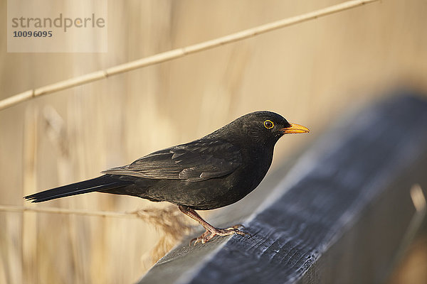 Amsel  Turdus merula  Altmühlsee  Franken  Bayern  Deutschland  Europa