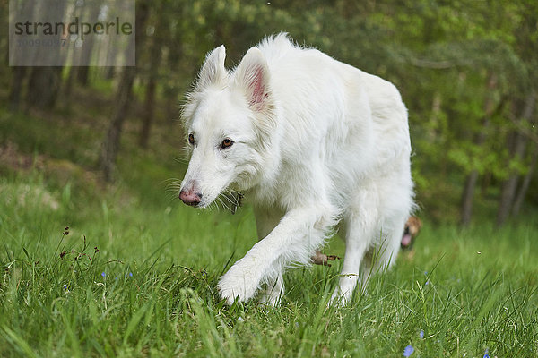 Berger Blanc Suisse  Bayern  Deutschland  Europa