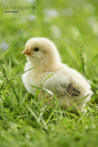 Hühnerküken  Gallus gallus domesticus  Bayern  Deutschland  Europa