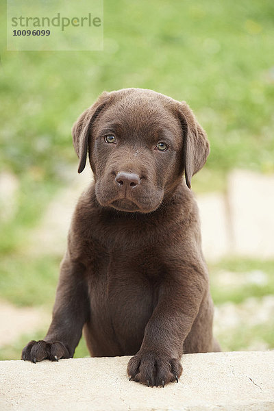 Brauner Labrador Retriever Welpe  Bayern  Deutschland  Europa