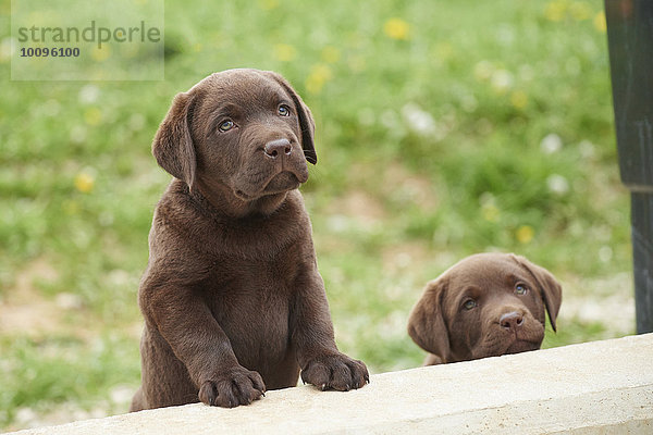 Zwei braune Labrador Retriever Welpen  Bayern  Deutschland  Europa