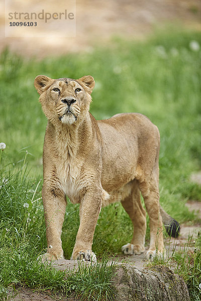 Löwin  Panthera leo persica  Bayern  Deutschland  Europa