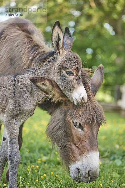 Afrikanischer Esel  Equus africanus asinus  Bayern  Deutschland  Europa