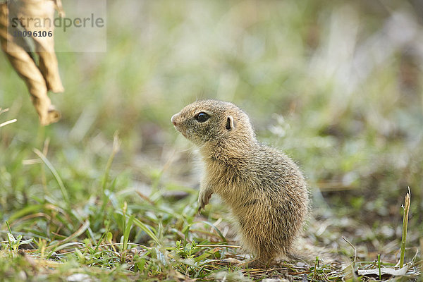 Europäischer Ziesel  Spermophilus citellus  Bayern  Deutschland  Europa