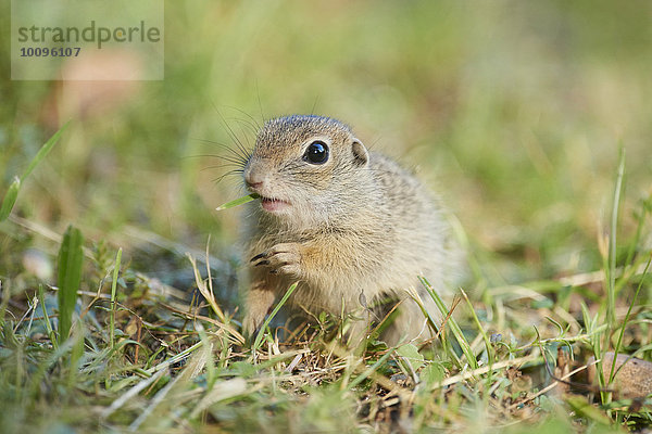 Europäischer Ziesel  Spermophilus citellus  Bayern  Deutschland  Europa