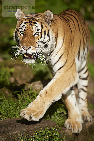 Sibirischer Tiger  Panthera tigris  Bayern  Deutschland  Europa