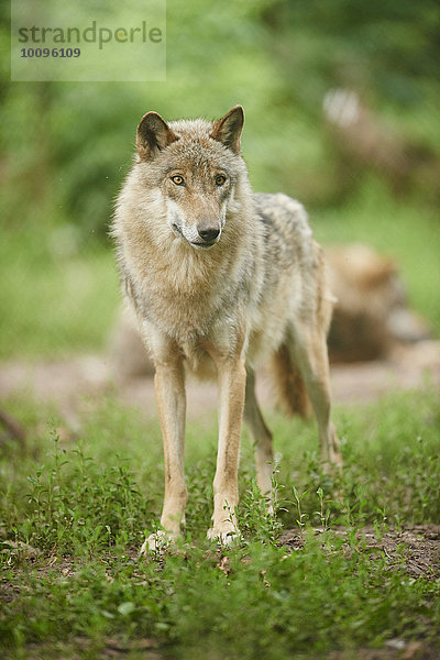 Eurasischer Wolf  Canis lupus lupus  Bayern  Deutschland  Europa