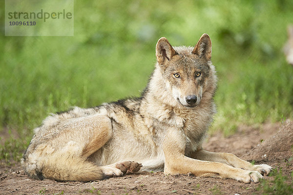 Eurasischer Wolf  Canis lupus lupus  Bayern  Deutschland  Europa