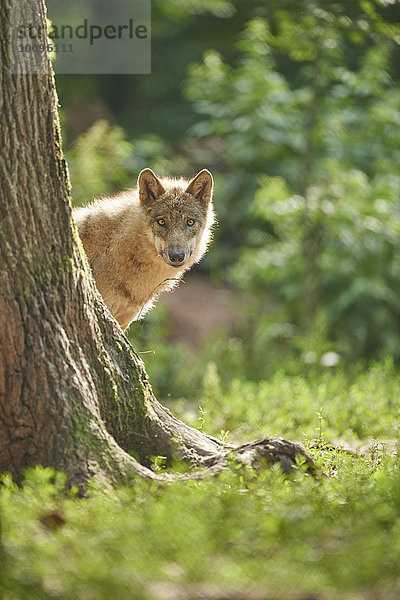 Eurasischer Wolf  Canis lupus lupus  Bayern  Deutschland  Europa