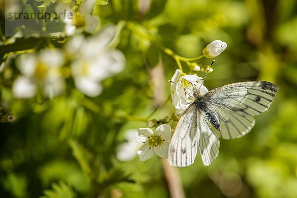 Grün geäderter weißer Schmetterling (Pieris Napi) auf Pflanze  Nahaufnahme
