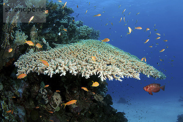 Leben an einem Korallenriff  Rotes Meer  Marsa Alam  Abu Dabab  Ägypten  Afrika