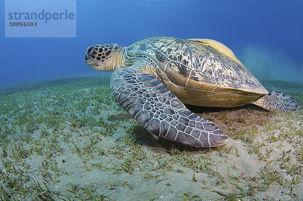 Grüne Meeresschildkröte (Chelonia mydas)  Rotes Meer  Marsa Alam  Abu Dabab  Ägypten  Afrika