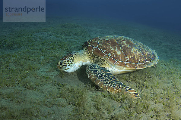Grüne Meeresschildkröte (Chelonia mydas) frisst Seegras auf Sandgrund  Rotes Meer  Marsa Alam  Abu Dabab  Ägypten  Afrika