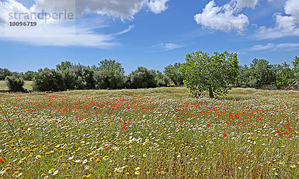 Blumenwiese  Roter Klatschmohn (Papaver rhoeas) und Wiesen-Margeriten (Leucanthemum vulgare)  Mallorca  Balearen  Spanien  Europa