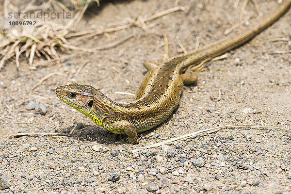 Zauneidechse (Lacerta agilis)  weiblich  trächtig  sonnt sich am Wegrand  Hessen  Deutschland  Europa