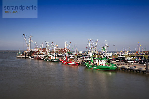 Krabbenkutter im Hafen von Dornumersiel Ostfriesland  Niedersachsen  Deutschland  Europa