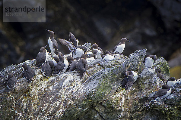 Trottellummen (Uria aalge)  Sumburgh Head Nature Reserve  Mainland  Shetland-Inseln  Schottland  Großbritannien  Europa