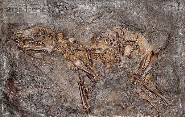 Fossiles Urpferdchen (Propaläotherium parvulum)  Abdruck oder Replik  Eozän  Tertiär  Fundort Unesco Welterbe Grube Messel  Hessen  Deutschland  Europa
