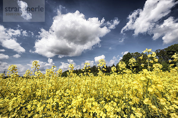 Blühendes Rapsfeld am Waldrand  Hohe Straße  Wetterau  Hessen  Deutschland  Europa