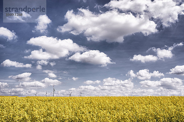 Blühendes Rapsfeld  dahinter ein Windpark  Wetterau  Hessen  Deutschland  Europa