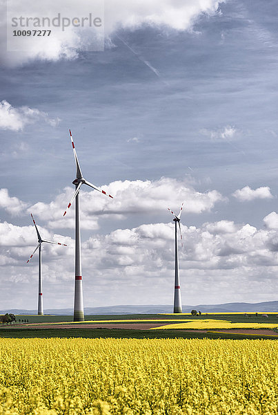 Windpark inmitten von blühenden Rapsfeldern (Brassica napus)  Wetterau  Hessen  Deutschland  Europa