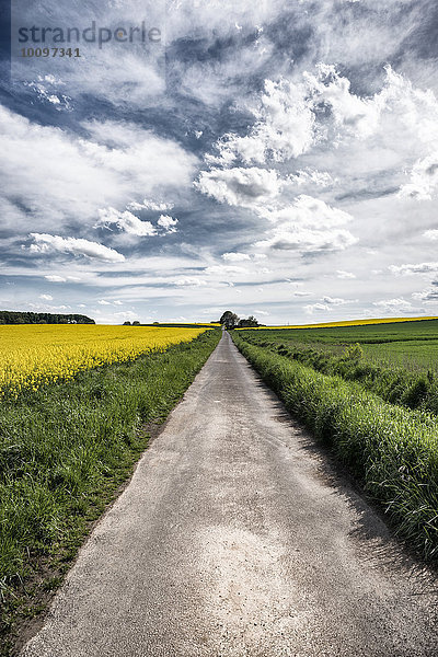 Schmale Straße führt durch die Wetterau an blühenden Rapsfeldern (Brassica napus) vorbei  Wetterau  Hessen  Deutschland  Europa