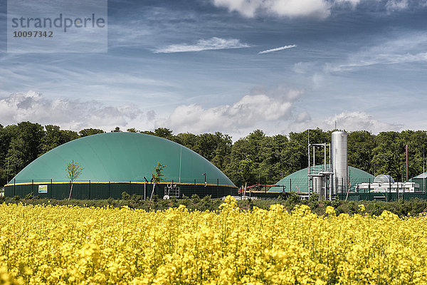 Biogasanlage im blühenden Rapsfeld (Brassica napus)  Wetterau  Hessen  Deutschland  Europa