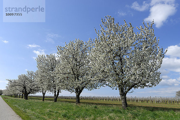 Blaufränkischweg Horitschon mit blühenden Obstbäumen  Burgenland  Österreich  Europa