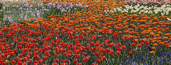 Tulpen beim Canadian Tulip Festival  Ottawa  Provinz Ontario  Kanada  Nordamerika