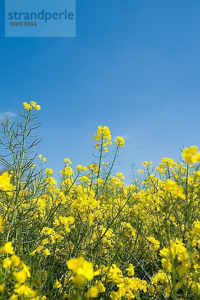 Gelbe Rapspflanzen und blauer Himmel