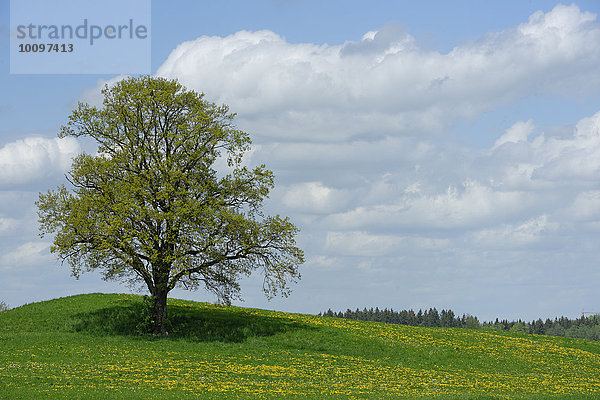 Freistehender Baum  bei Münsing  Oberbayern  Bayern  Deutschland  Europa