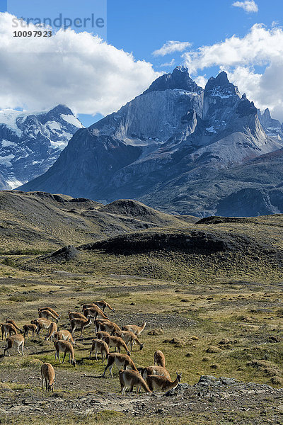 Guanako-Herde weidet in der Steppe  Nationalpark Torres del Paine  Patagonien  Chile  Südamerika