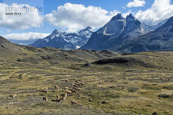 Guanako-Herde weidet in der Steppe  Nationalpark Torres del Paine  Patagonien  Chile  Südamerika