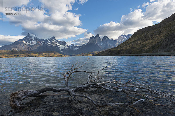 Toter Baum im Wasser  Lago Pehoe und Cuernos del Paine  Nationalpark Torres del Paine  Patagonien  Chile  Südamerika