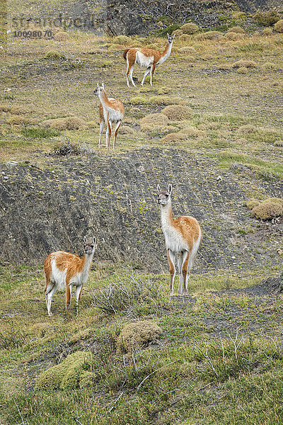 Gruppe von Guanakos (Lama guanicoe) in der Steppe  Nationalpark Torres del Paine  Patagonien  Chile  Südamerika