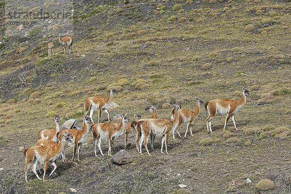 Gruppe von Guanakos (Lama guanicoe) in der Steppe  Nationalpark Torres del Paine  Patagonien  Chile  Südamerika