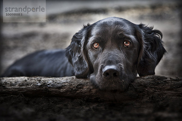 Labradormischling schaut über einen Holzstamm