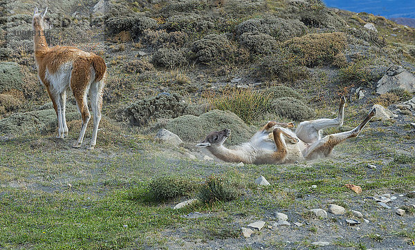 Guanako (Lama guanicoe) wälzt sich im Staub  Nationalpark Torres del Paine  Patagonien  Chile  Südamerika