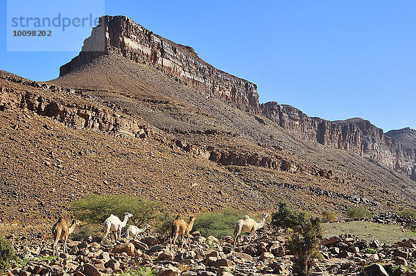Dromedare in der Berglandschaft am Amogjar Pass  bei Atar  Region Adrar  Mauretanien  Afrika