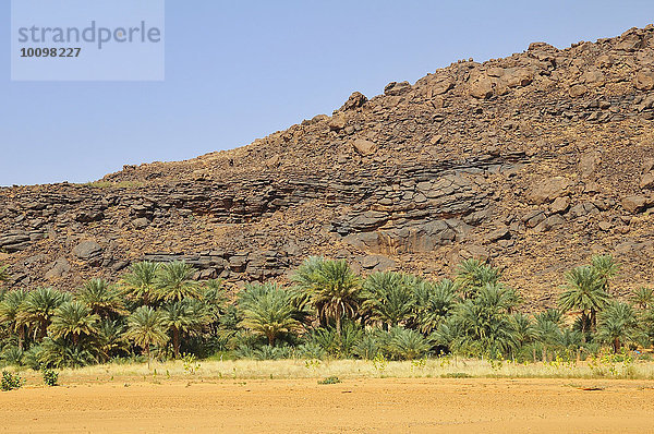 Dattelpalmen vor einem verwitterten Hügel  Oase Rachid  Region Tagant  Mauretanien  Afrika