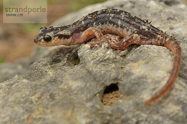 Adulter Lykischer Salamander (Lyciasalamandra luschani finikensis) bei Arykanda  Lykische Küste  Lykien  Südwest-Türkei